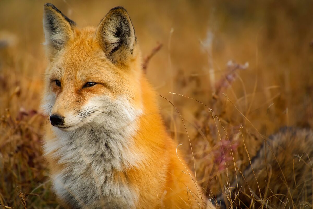 foxy
