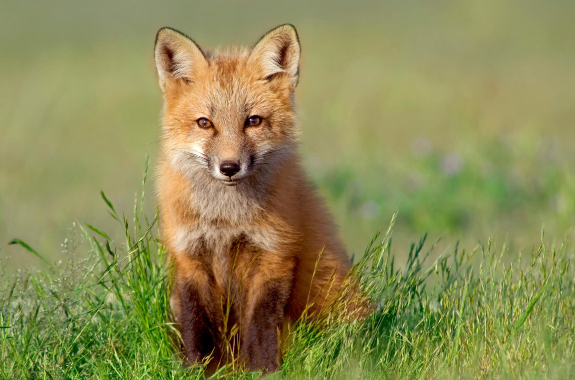 Red Fox3 1